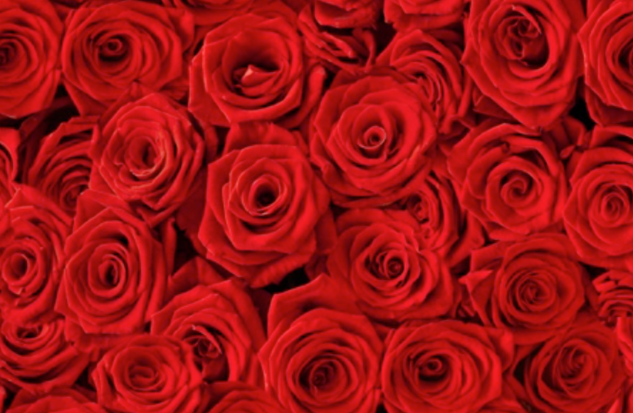 roses_vermelles_red_roses_love_true_gift_valentines_day_celebration_casament_vincle_familia